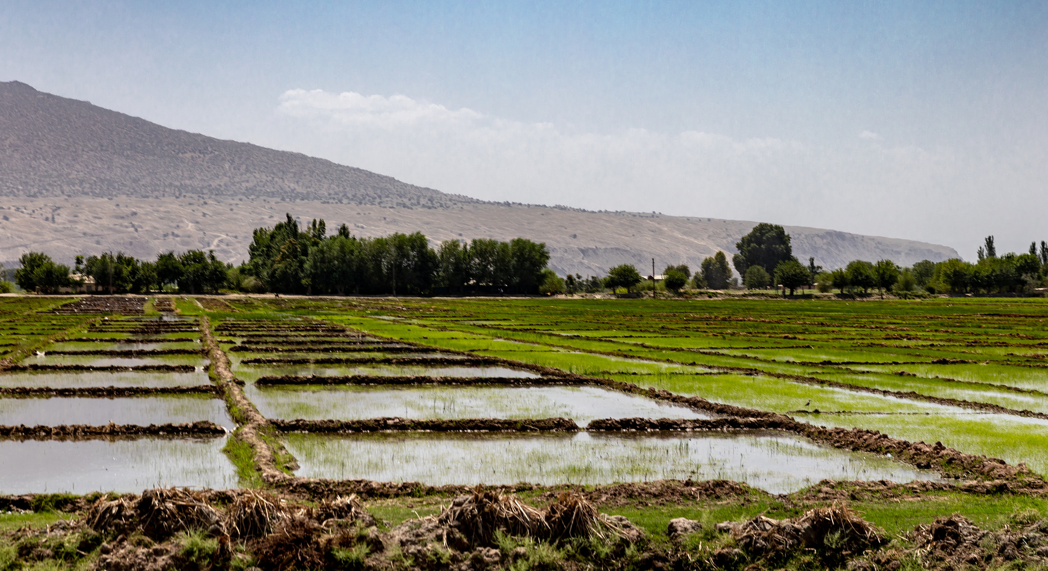 Khoudjand Tadjikistan Riz