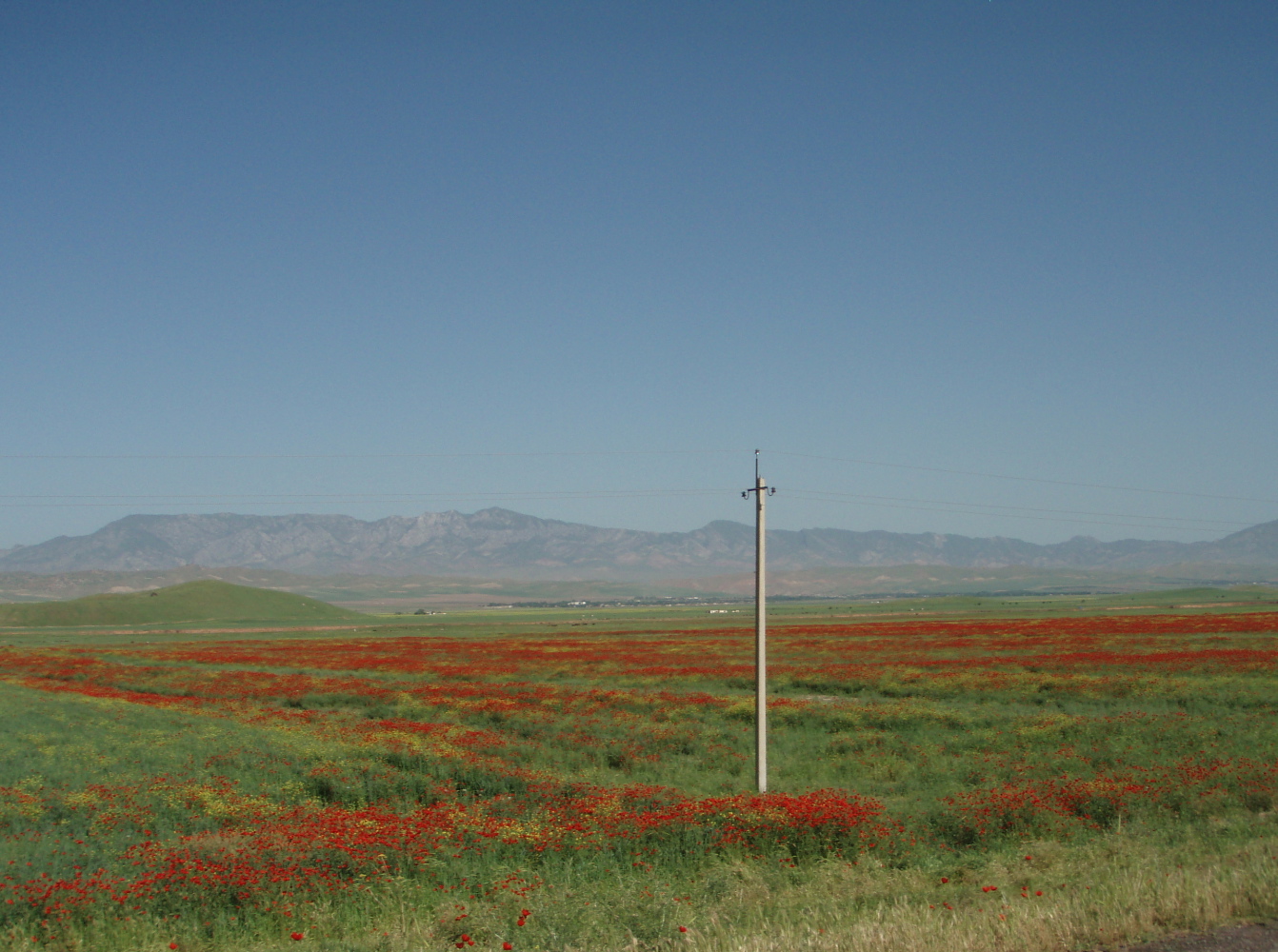 Tadjikistan Danghara coquelicot