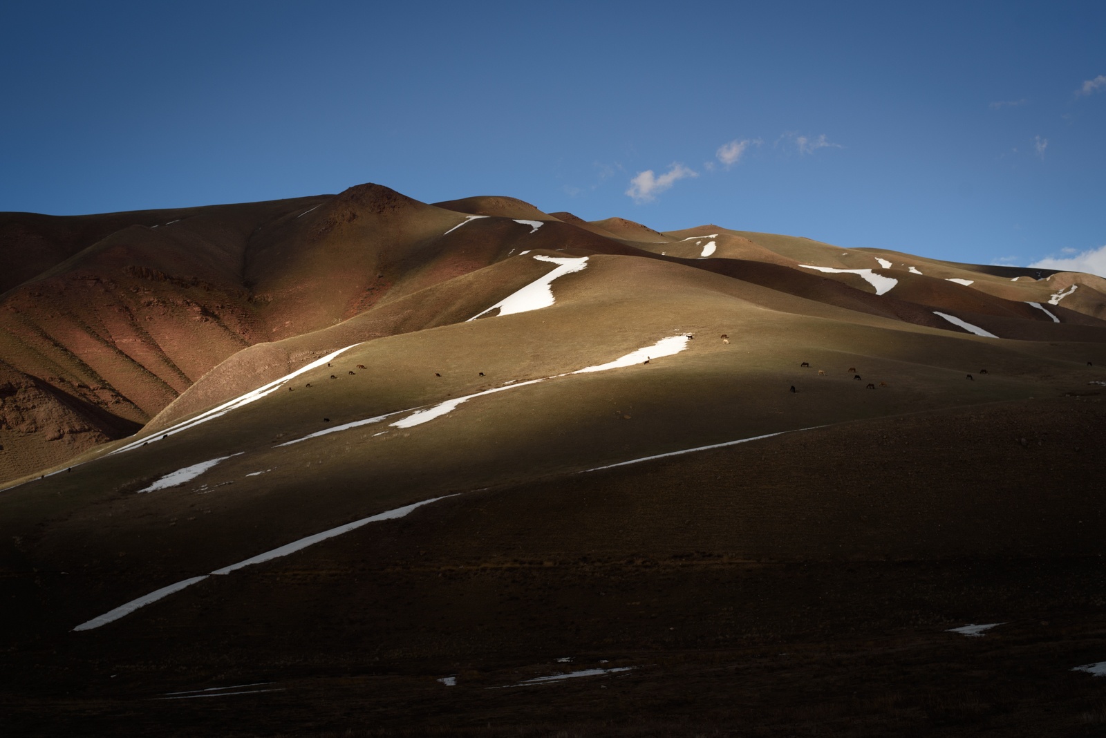 A quelques sommets du lac Song Kul, les premiers signes du printemps apparaissent.