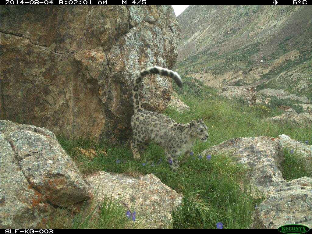 Léopard des neiges, caméra, Sarychat, Snow Leopard Trust