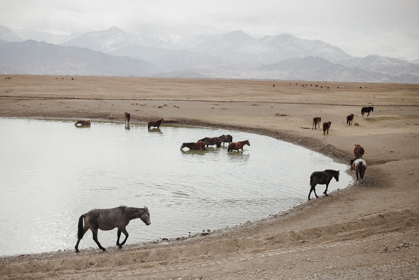 Des chevaux assoifés se désaltèrent à un point d'eau à 20km de Naryn au Kirghistan.