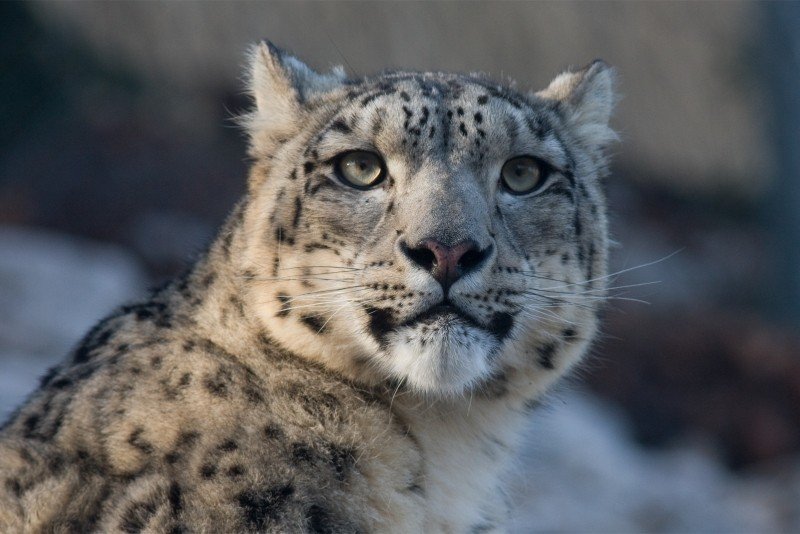 Léopards des neiges Animal menacé Asie centrale