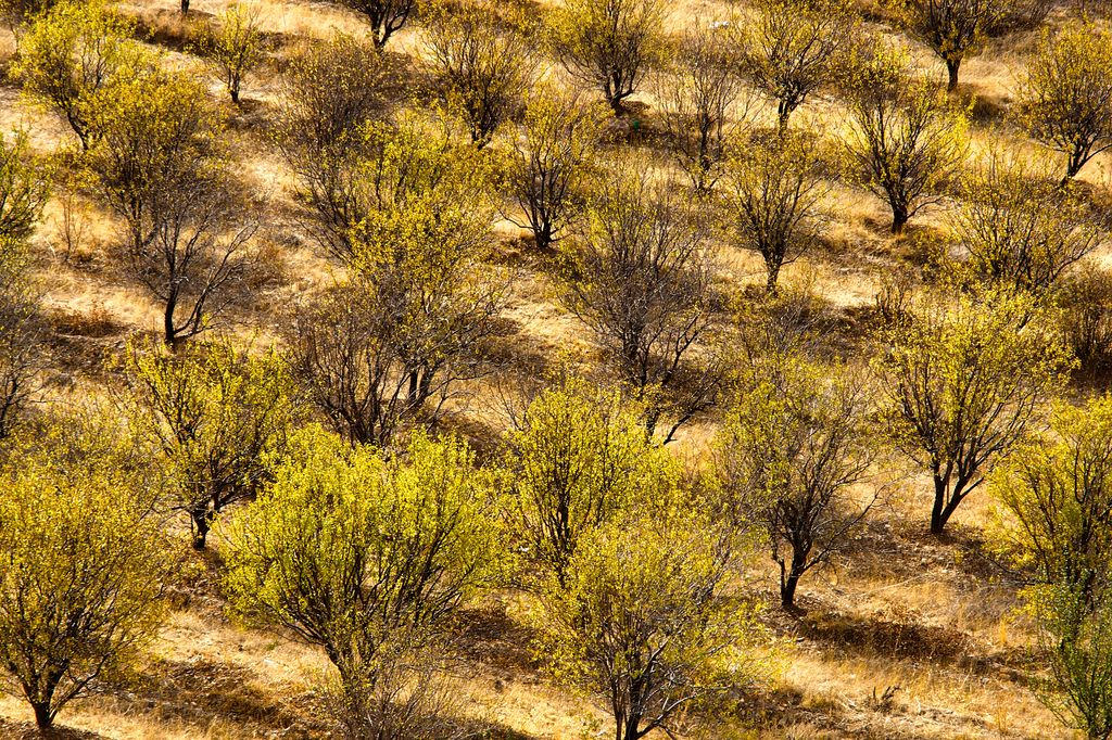 Amanderaie Tchimgan Automne Ouzbékistan Photo du Jour