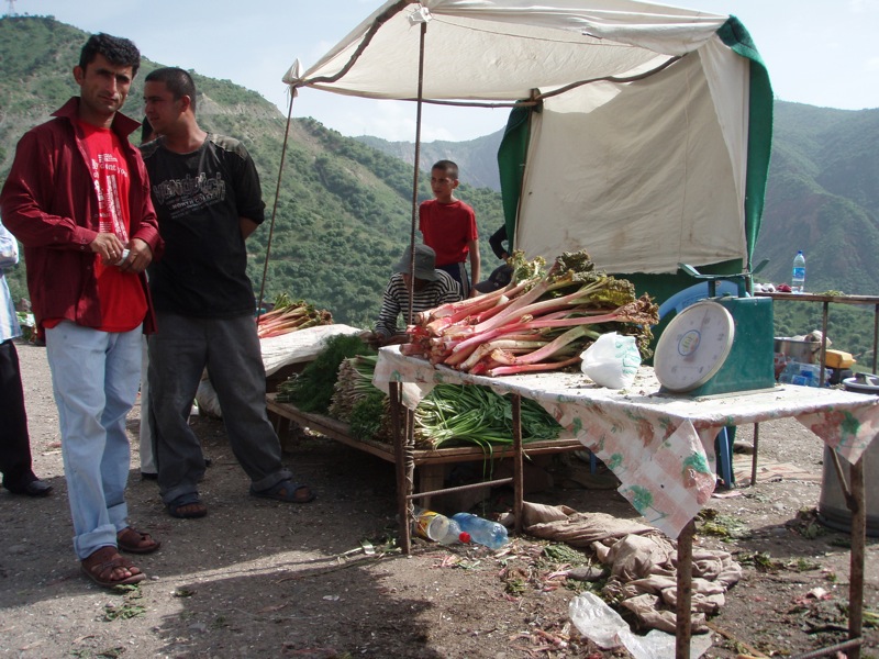 Rhubarbe Tadjikistan col Char-Char Nourek