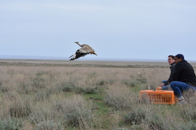 Outarde de Macqueen Oiseau menacé Environnement Ouzbékistan