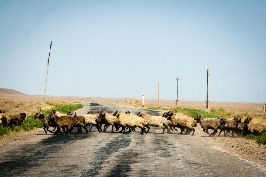 Tadjikistan Asie Centrale Troupeau Chèvres Route Pâturage