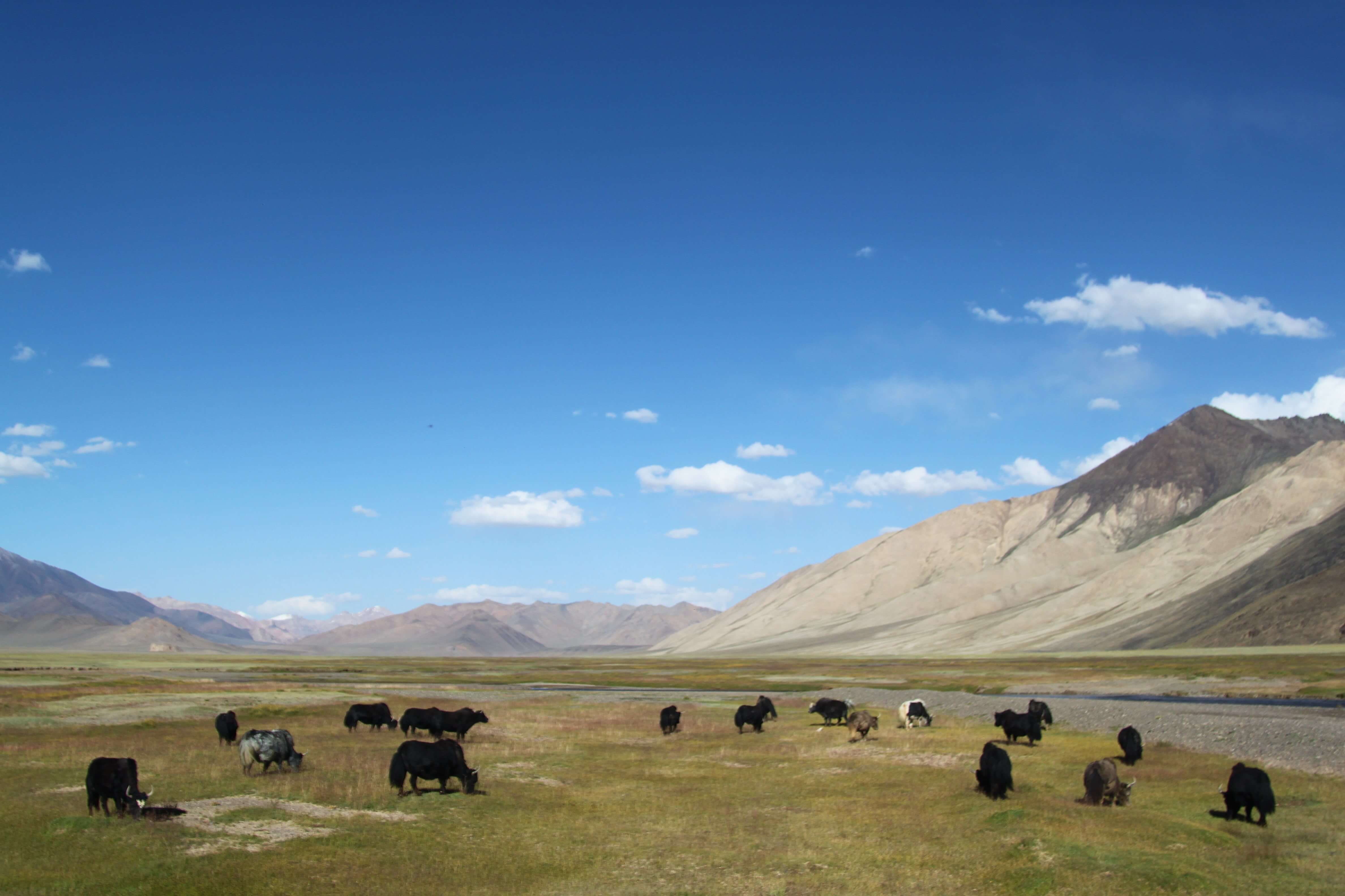 Pamir Pâturage Yacks Tadjikistan