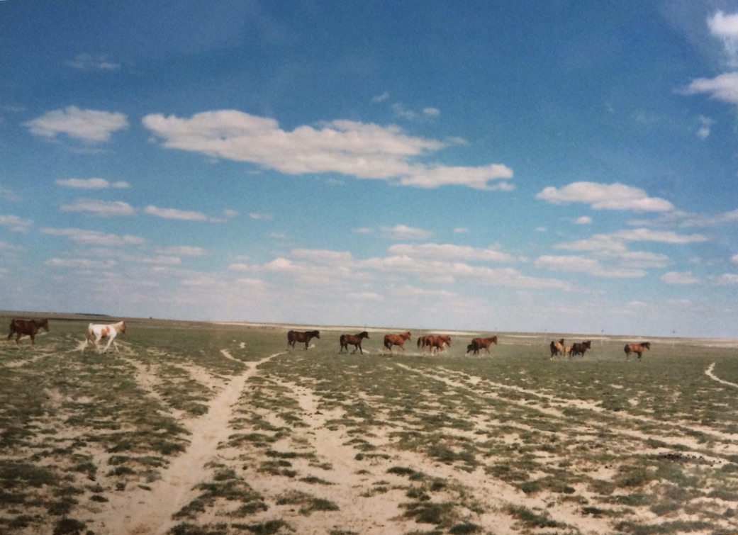 Les chevaux de la steppe