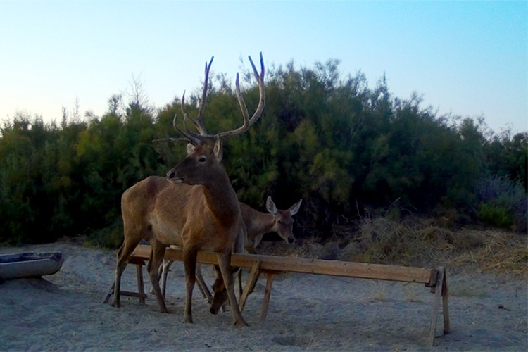 Cerfs de Boukhara Bactriane Kazakhstan Environnement Espèce Réintroduction