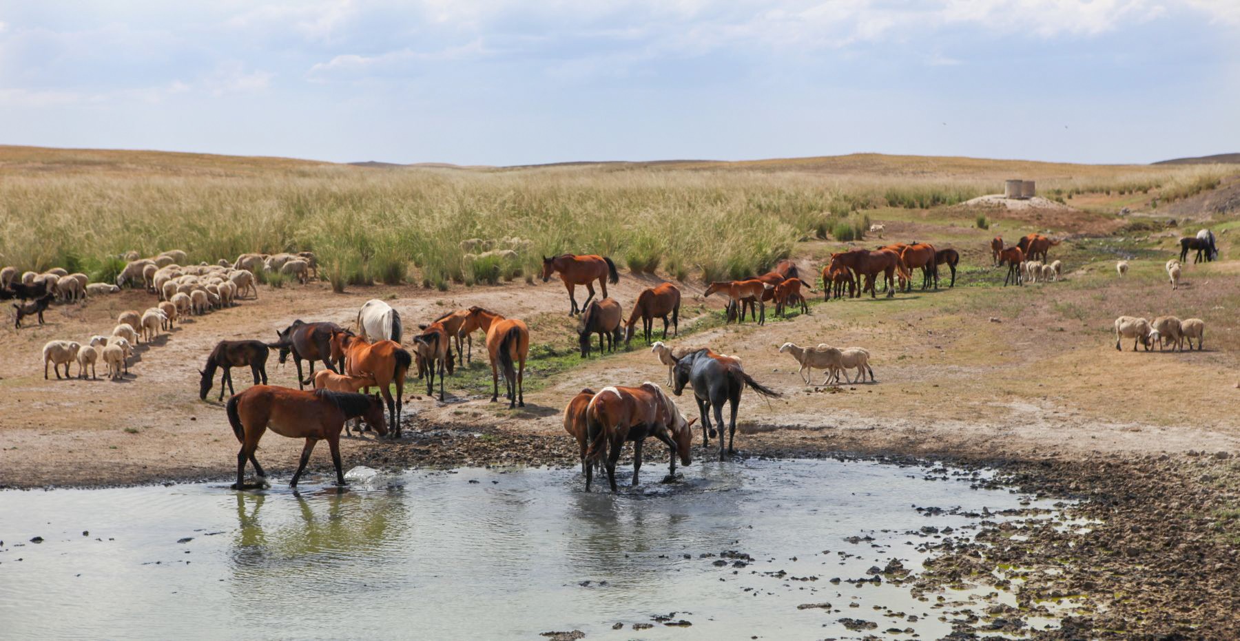 Chevaux Tamgaly-Tas Kazakhstan Photo du Jour