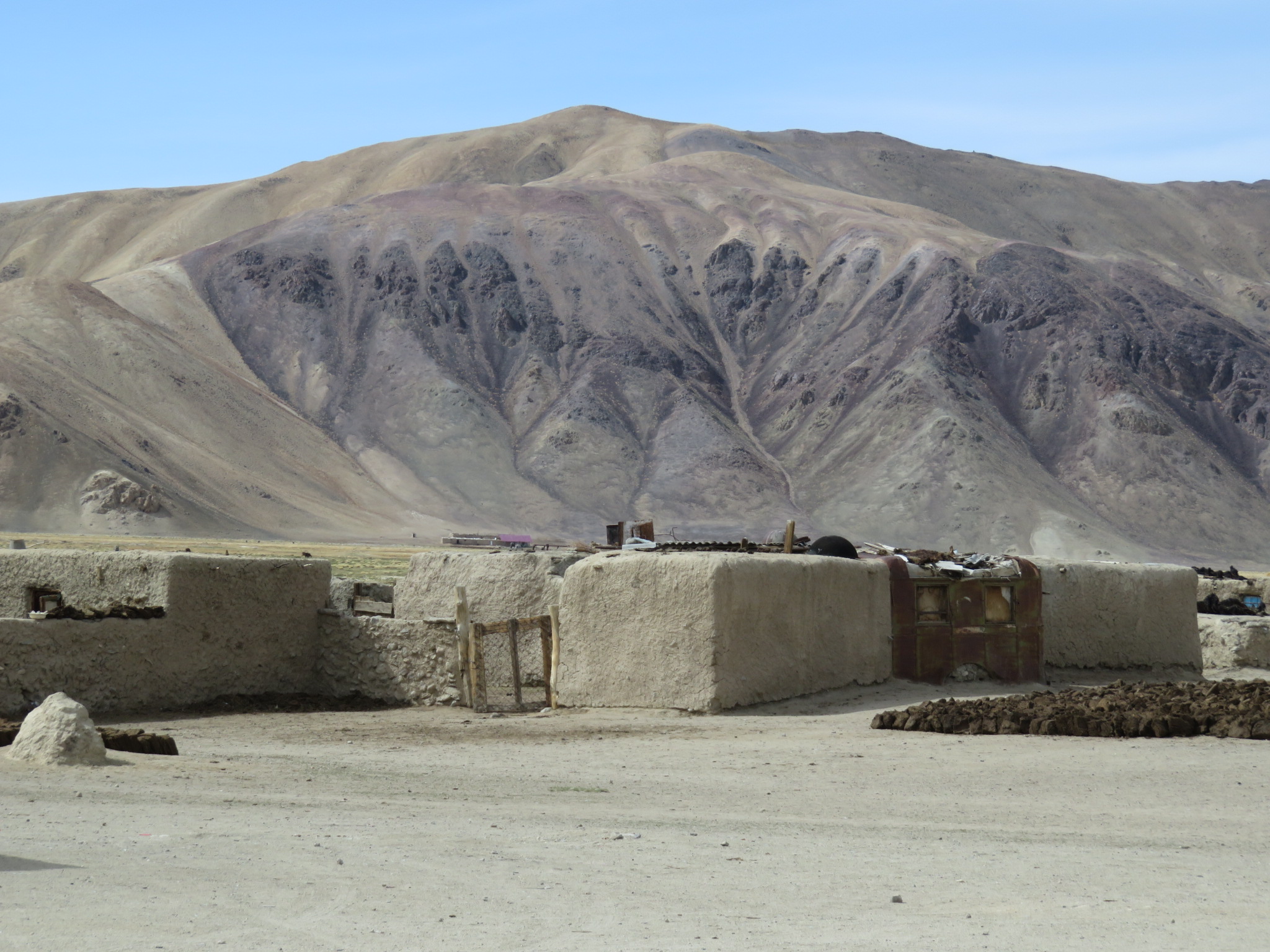 Pas d'arbres dans le village de Bulunkul, à l'est du Pamir, mais des bovins.