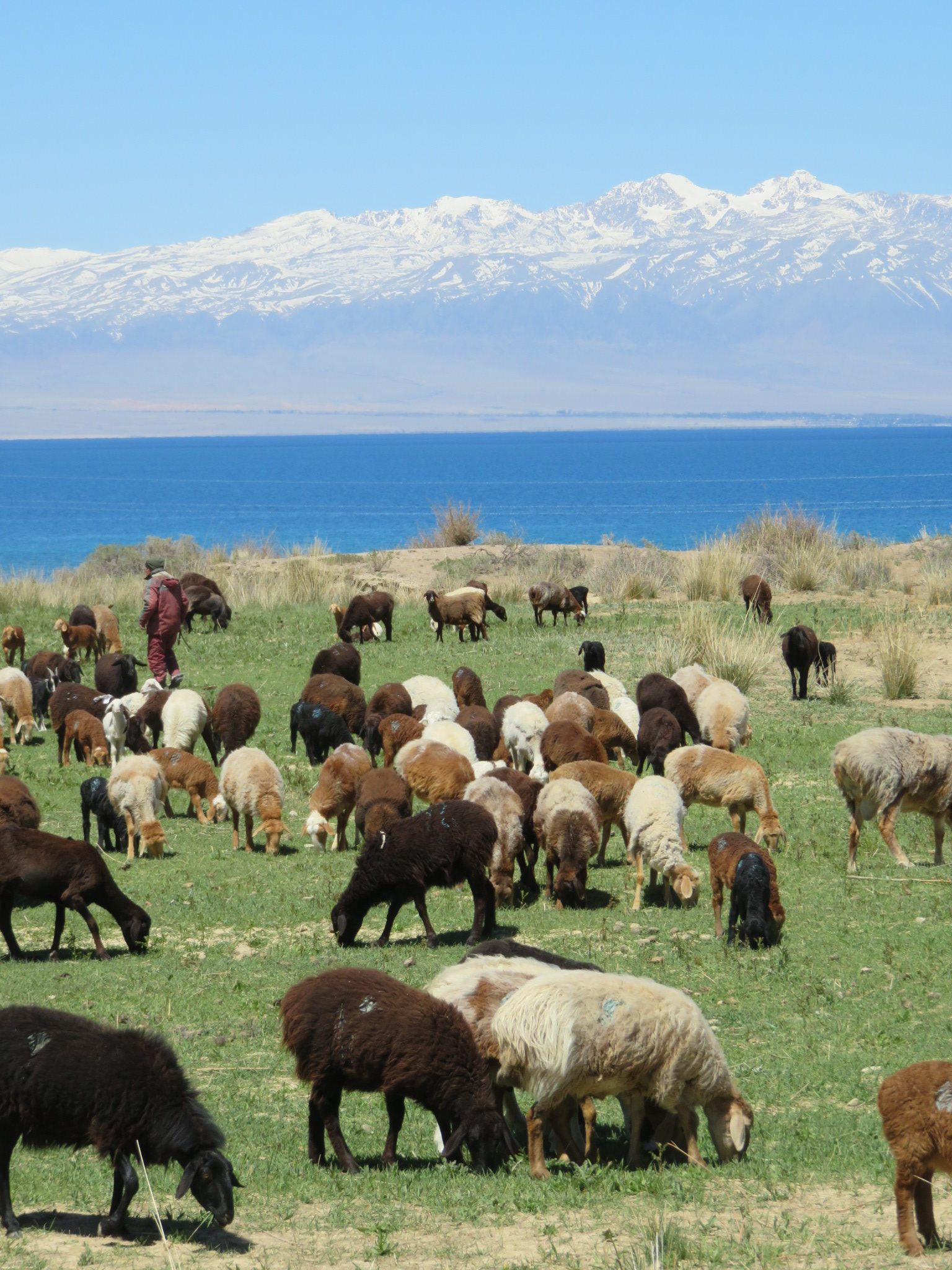 Lac Issyk-Koul Kirghizstan élevage