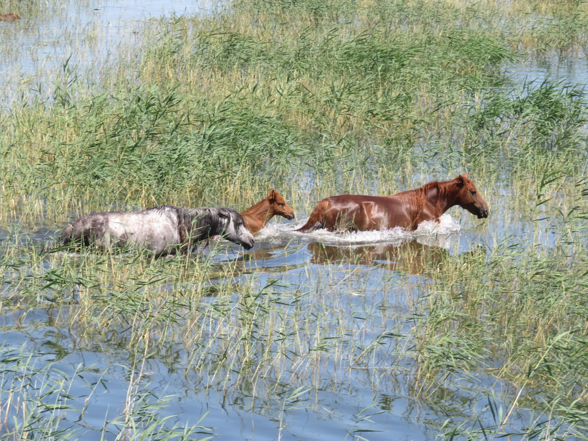 Kirghizstan Nomadisme Cheval