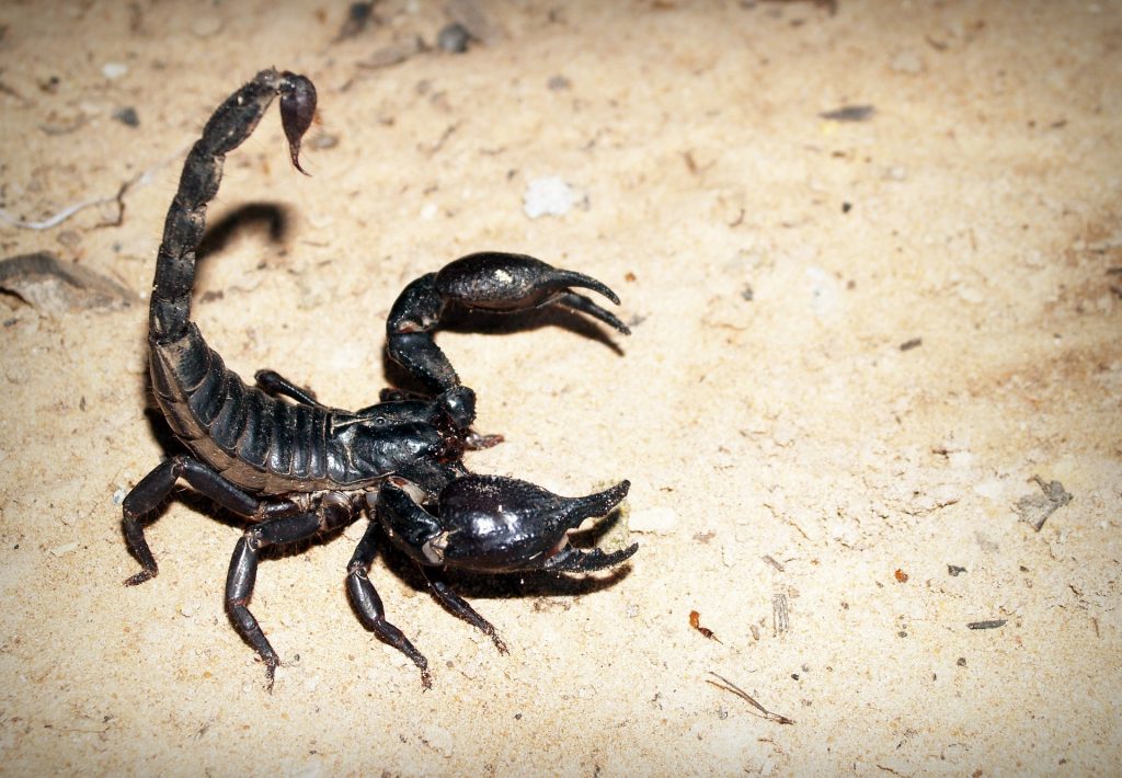 scorpion réchauffement climatique kazakhstan climat changement