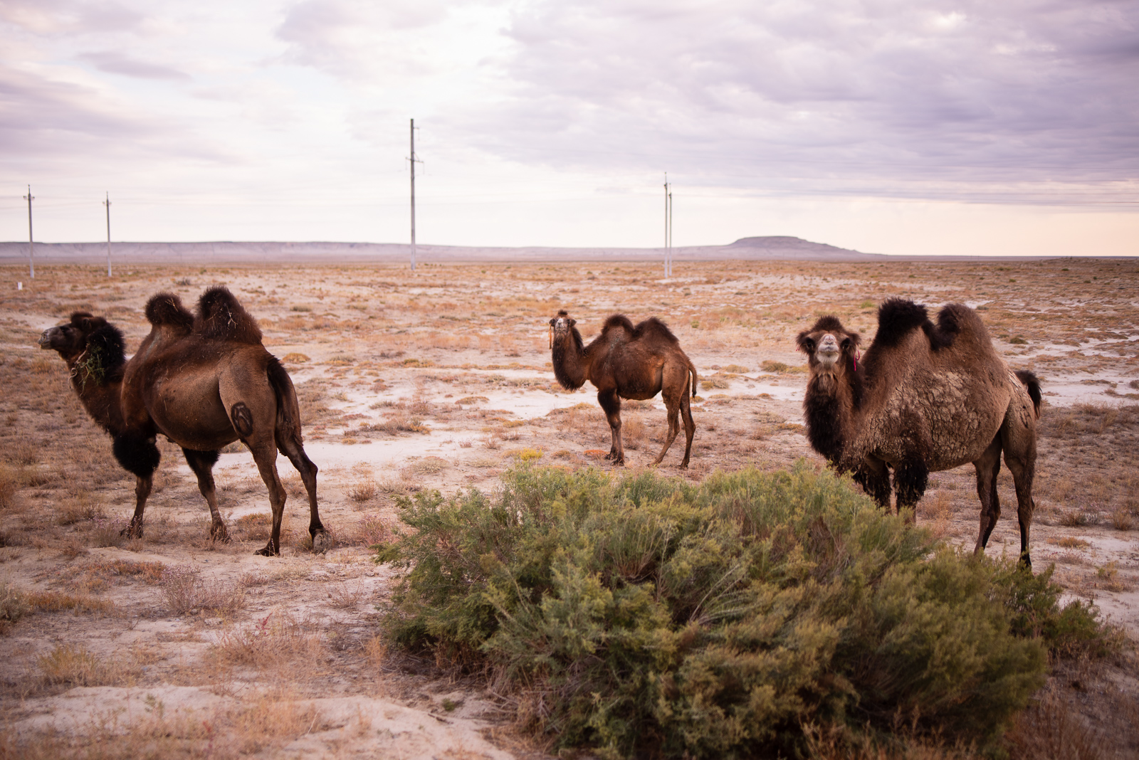 Mer d'Aral Kazakhstan désert chameaux