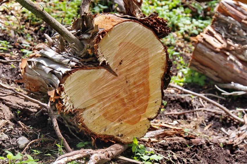 Kirghizstan Ecocide Déforestation Environnement Bois Forêt