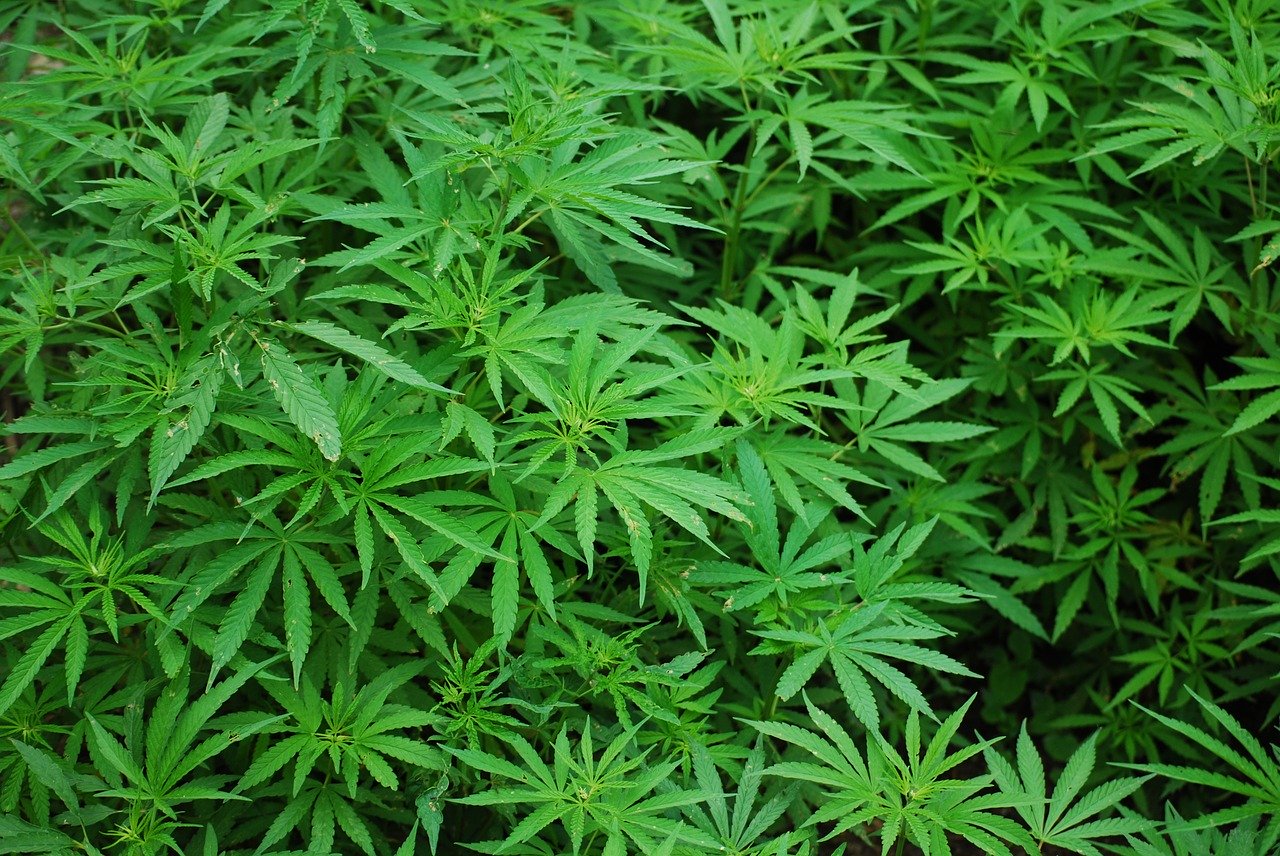 Cannabis Asie centrale Archéologie Antiquité Consommation