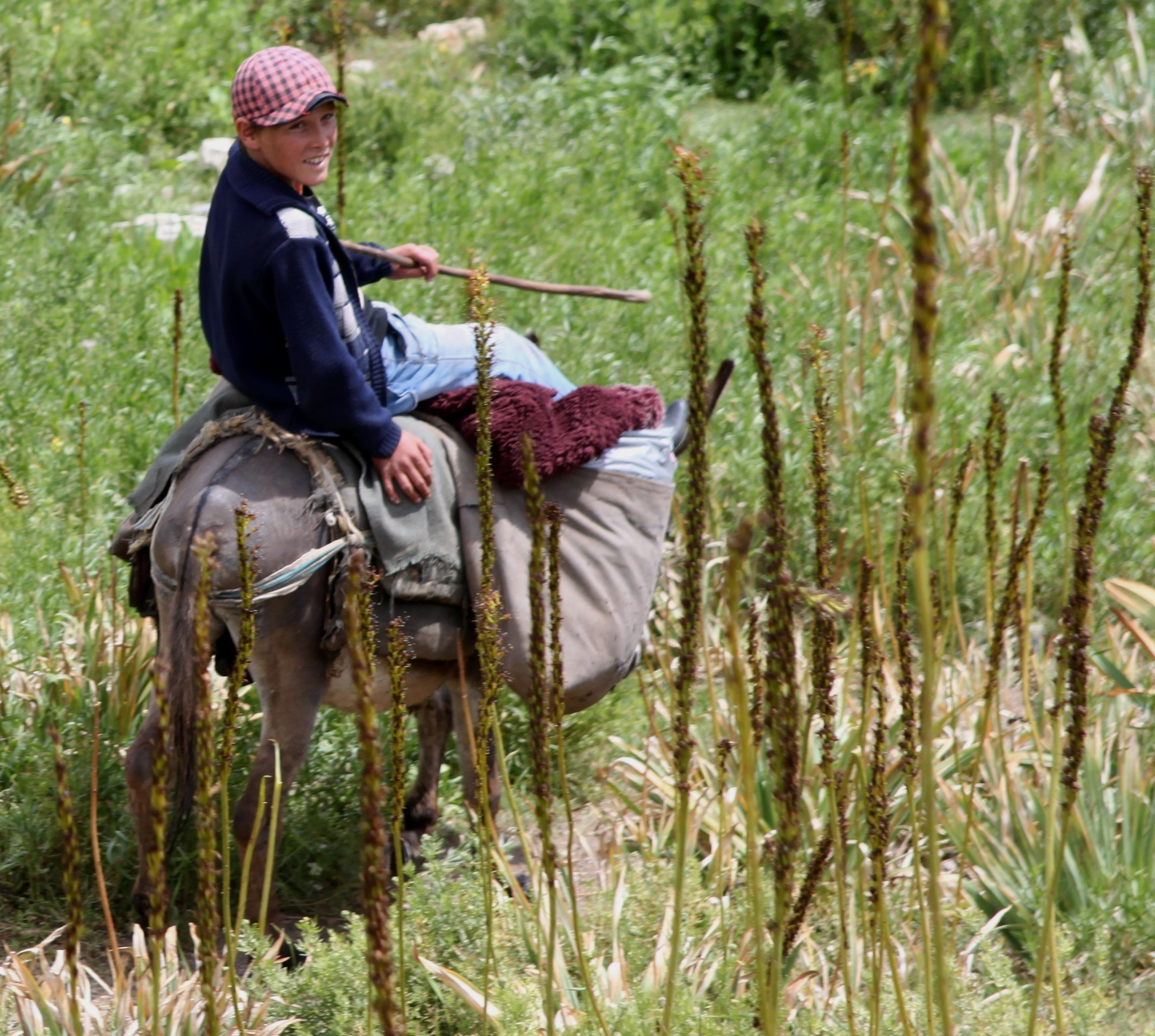 Tadjikistan Monts Zeravchan âne