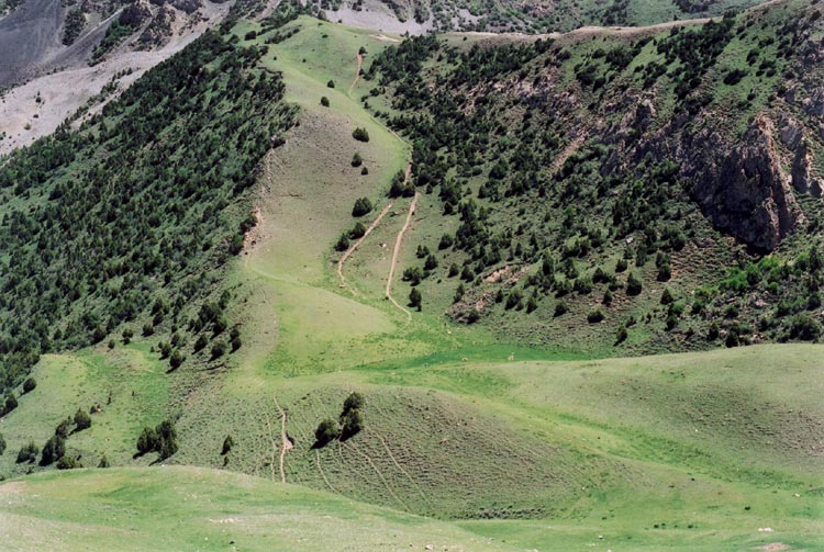 UCA University of Central Asia Forêt Genévriers Déforestation Tadjikistan Kirghizstan