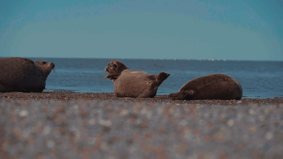 Phoque Mer Caspienne Turkménistan Echouage Mort