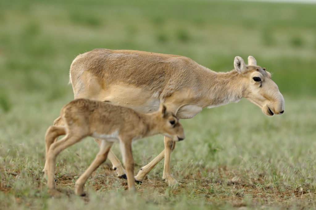 Saïga Kazakhstan Environnement Protection Recensement