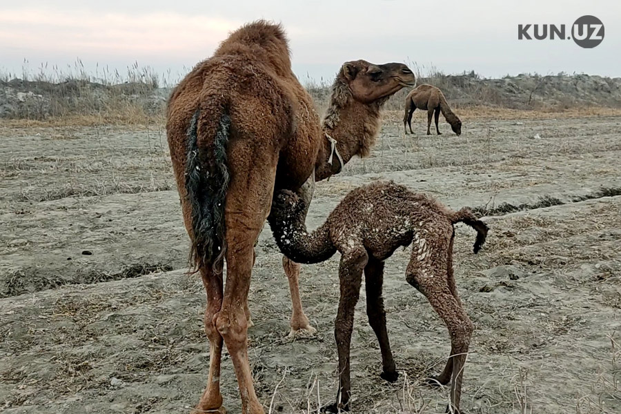 chameaux ouzbékistan nature steppes Ferghana élevage