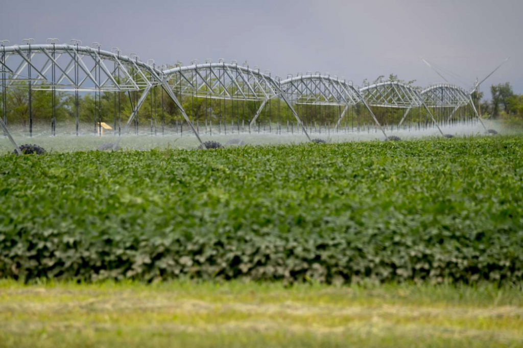 Kazakhstan Environnement Lac Bartogaï Champs Soja Irrigation