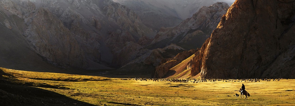 Kirghizstan cheval troupeau steppe