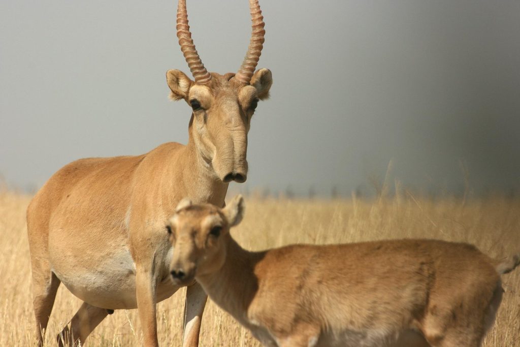 Saïga Antilope Troupeau Kazakhstan Foudre