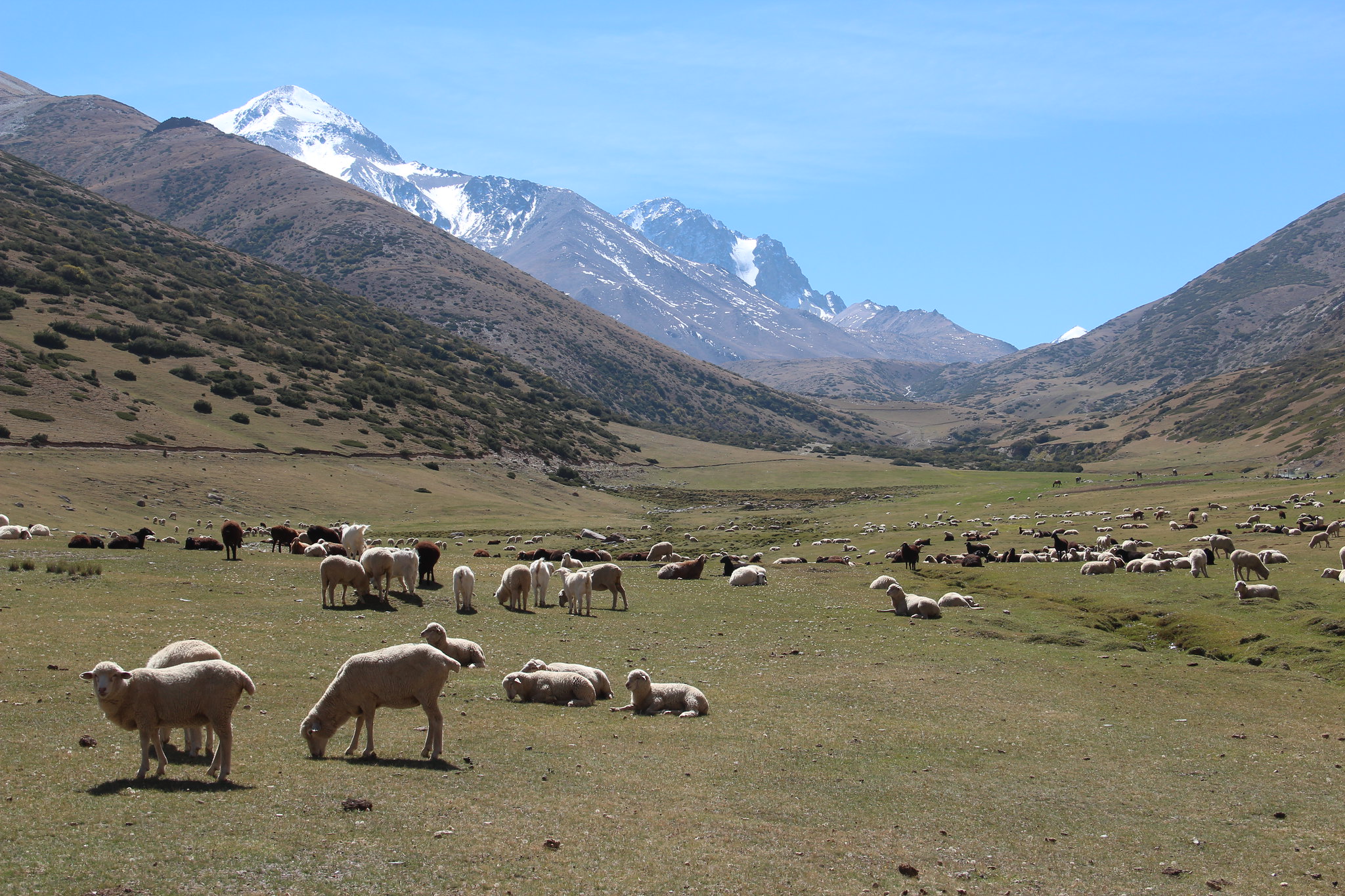 Mouton Asie centrale Agropastoralisme Kirghizstan Recherche