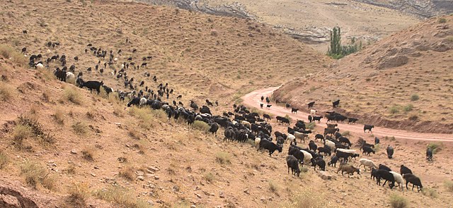 Turkmenistan Nohur Ahal Agriculture Betail Secheresse Meteo Ferme