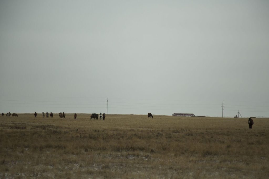 Kazakhstan Aksou Or Environnement Société Pâturages