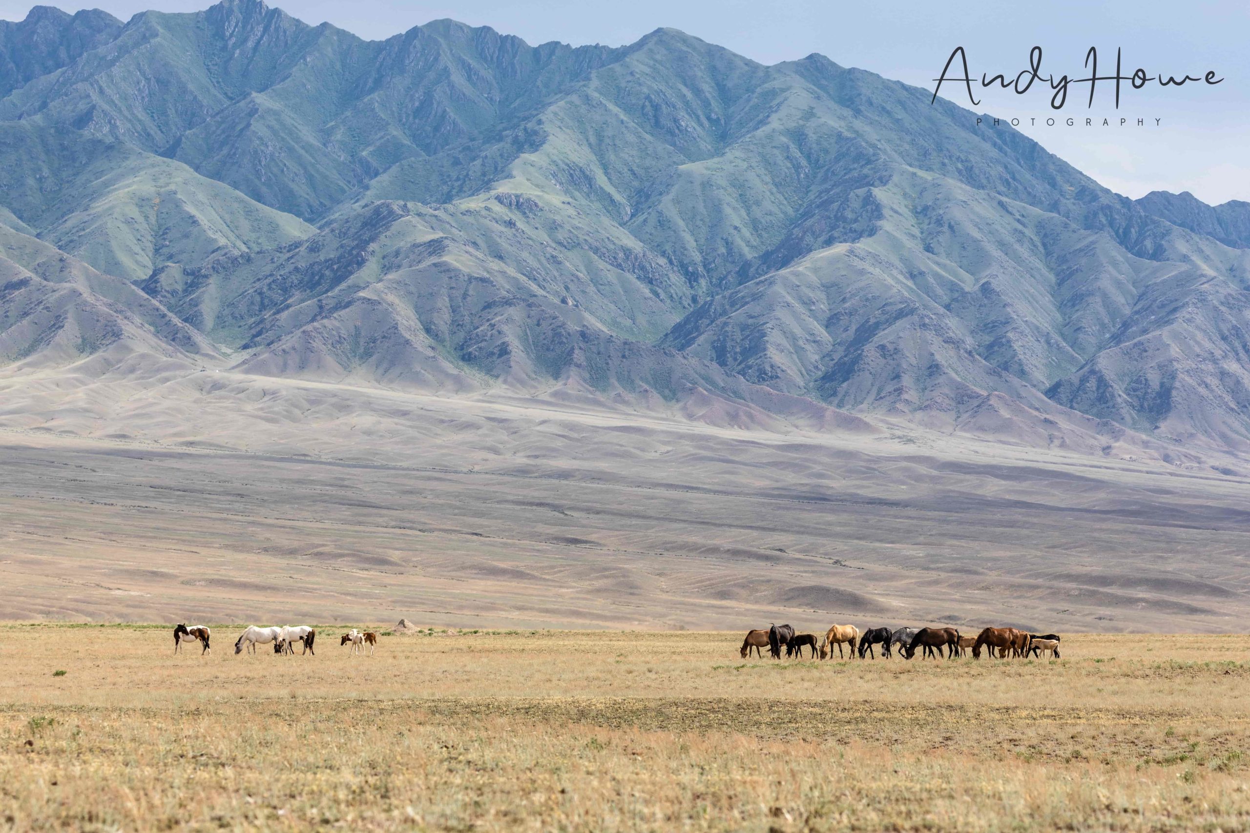 montagnes canyon chevaux paysage kazakhstan charyn