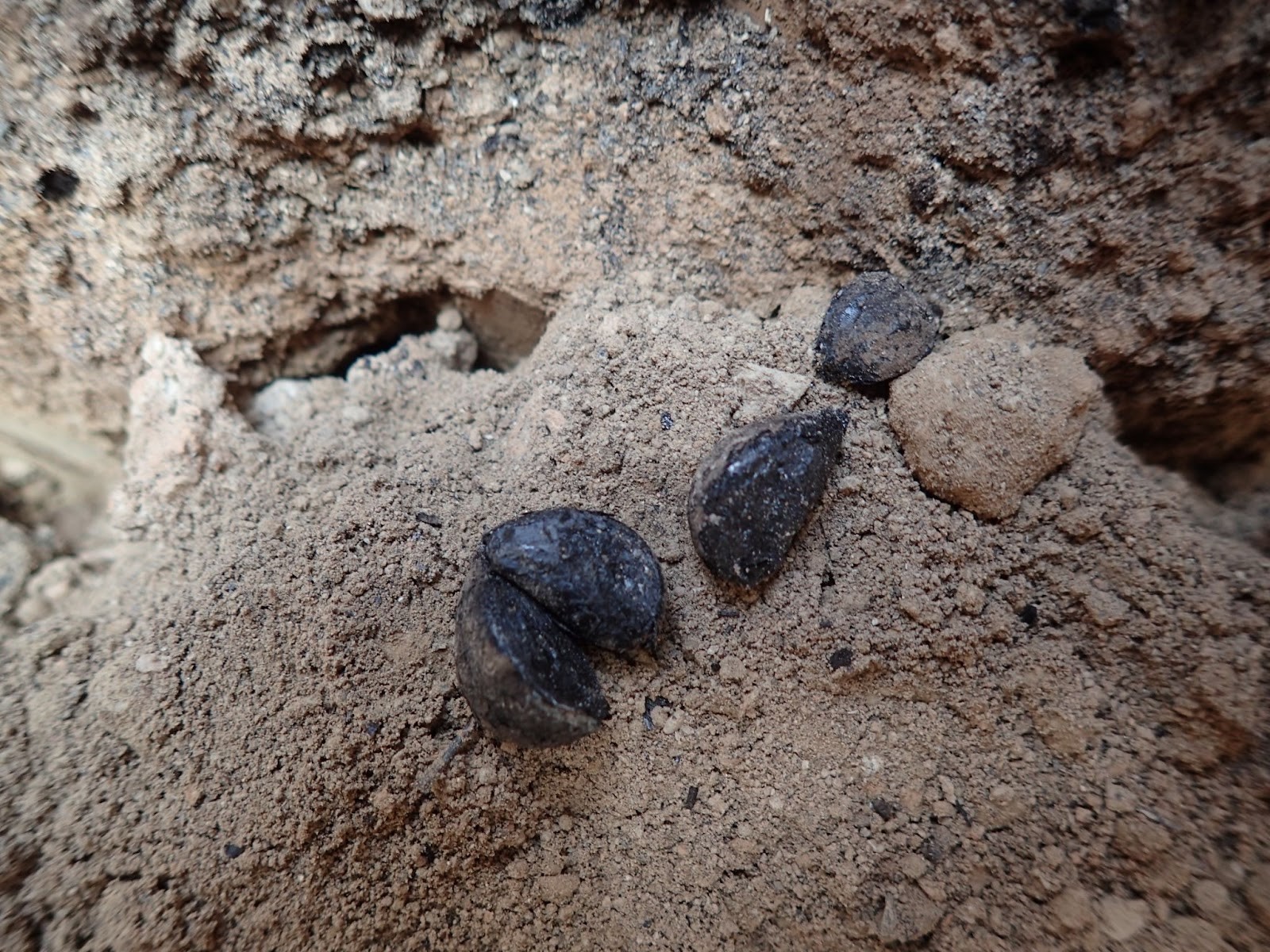 Kafir-Kala Archéologie Sogdiane Sogdiens Garde-manger Histoire