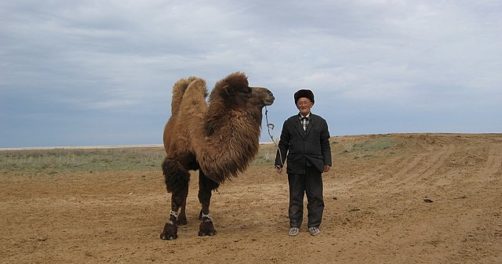 Kazakhstan Steppe Chameau