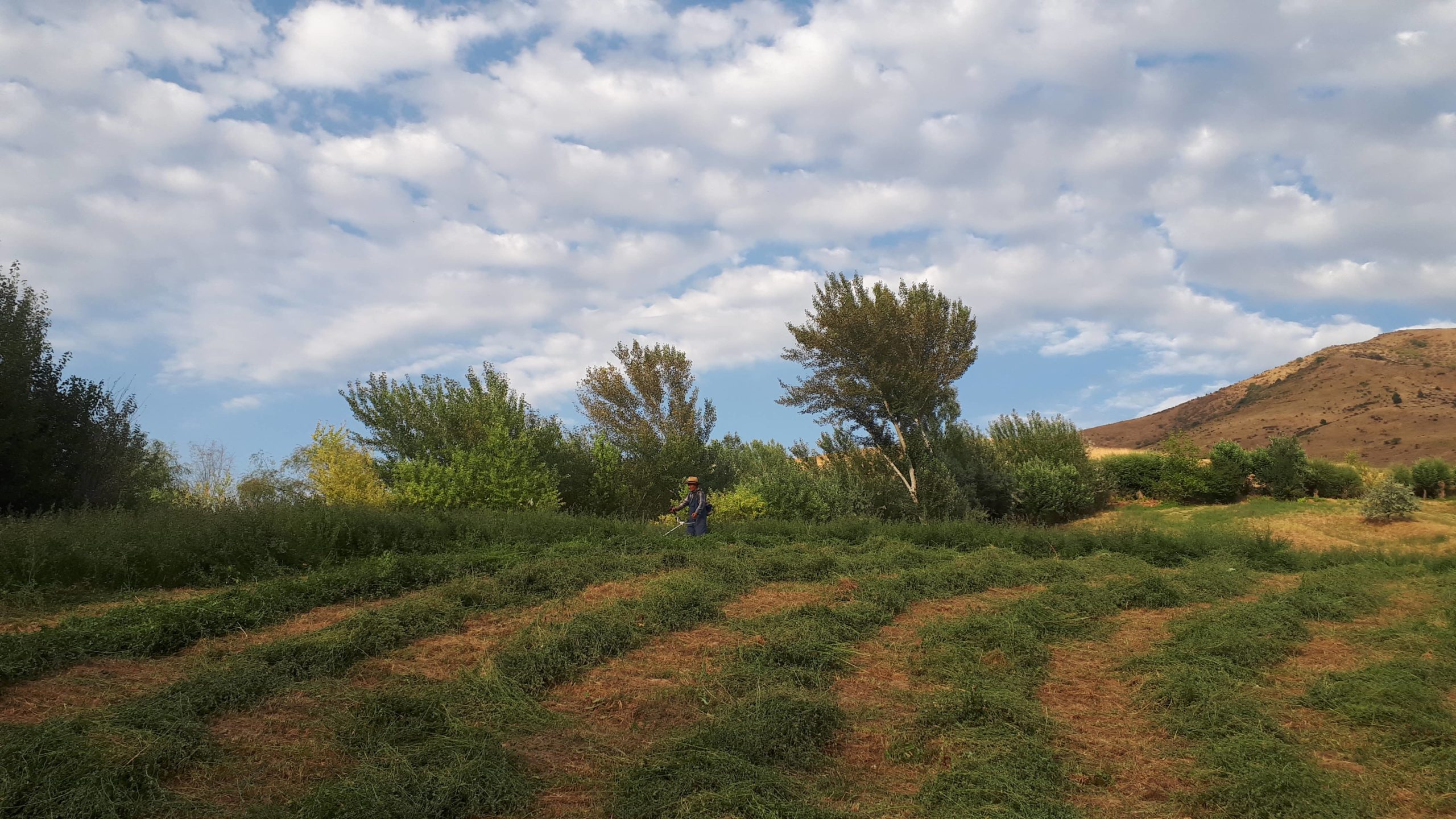 Photo du jour Kirghizstan Champs Agriculture