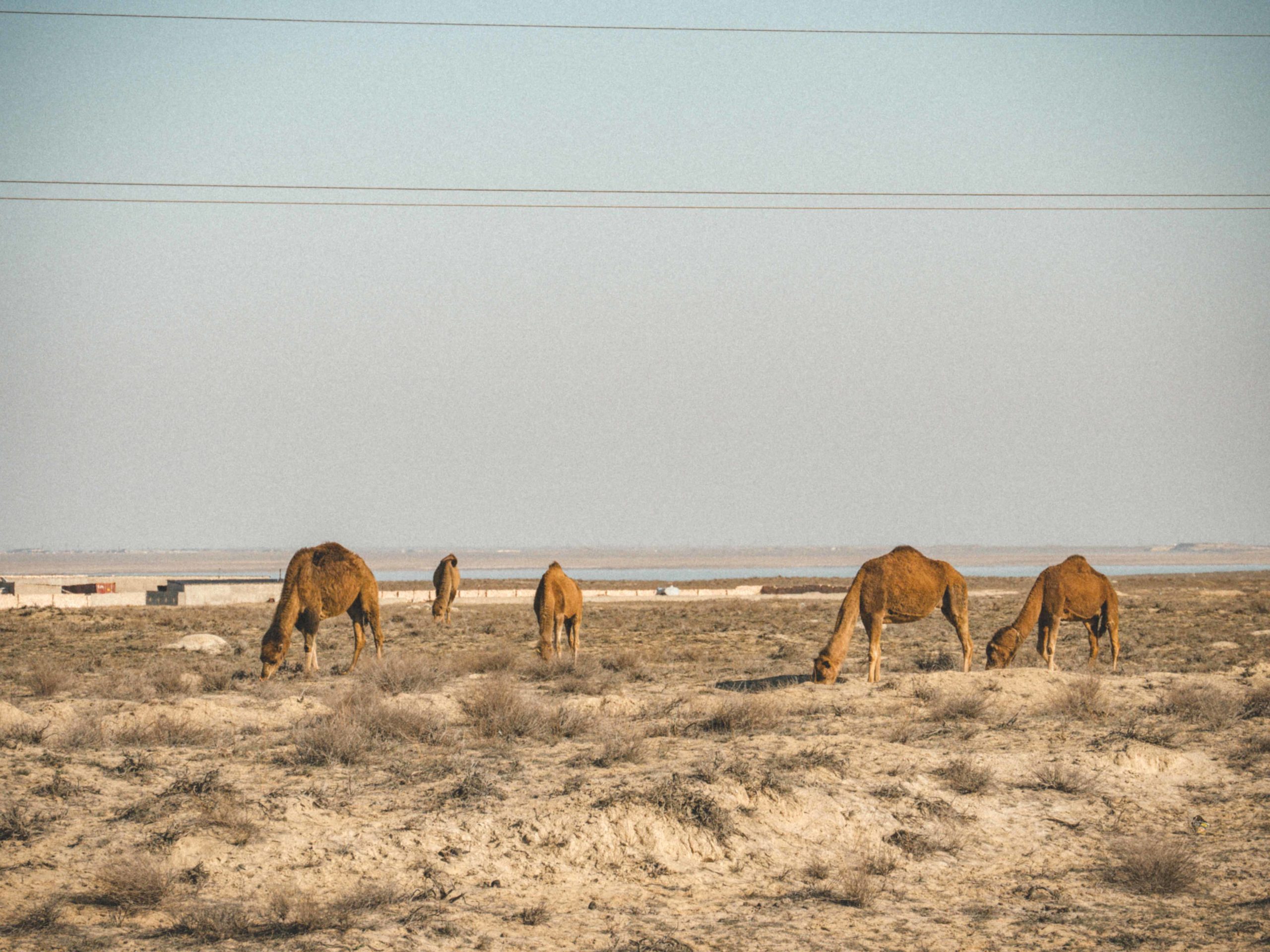 Plaines de dromadaires aktaou kazahstan mer caspienne