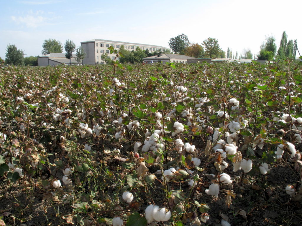 Coton Ouzbékistan Boycott Cotton Campaign Fin