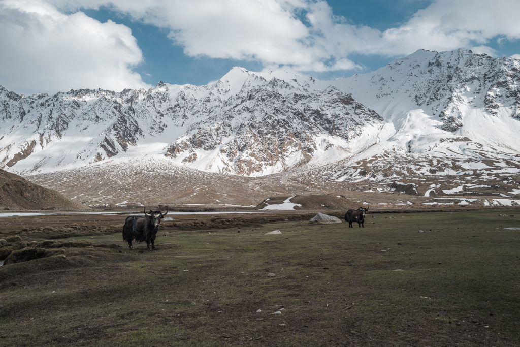 Yaks Pamir Andaravaj