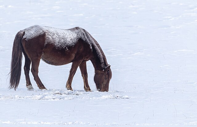 Cheval Neige Kazakhstan