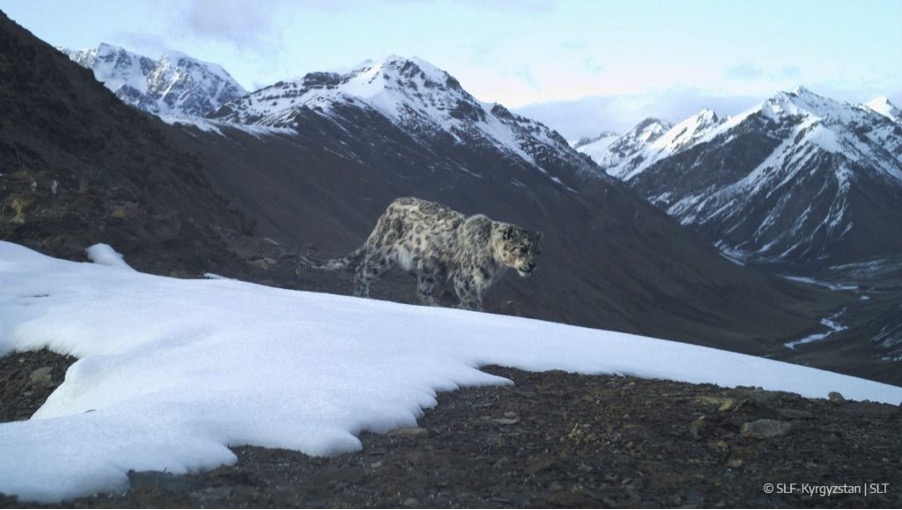 Panthère des neiges