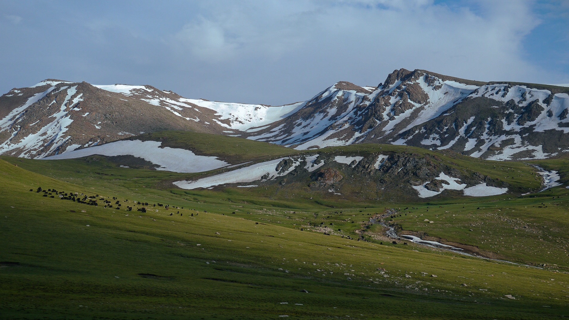 Kirghizistan Tian Shan yacks