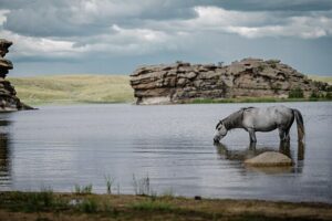 Cheval Baïanaoul Kazakhstan lac