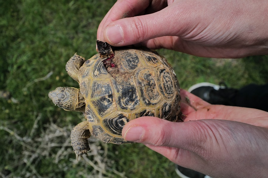 Kazakhstan Tortue Steppes