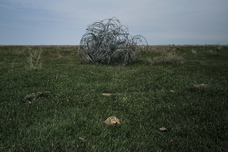 Kazakhstan Steppes Tortue