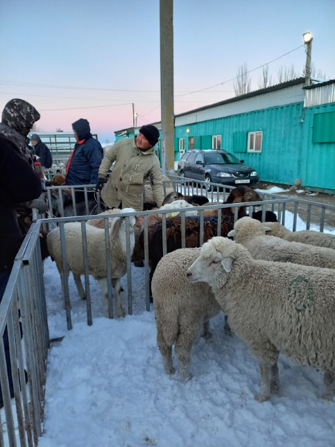 commerce mouton Karakol Kirghistan marché froid