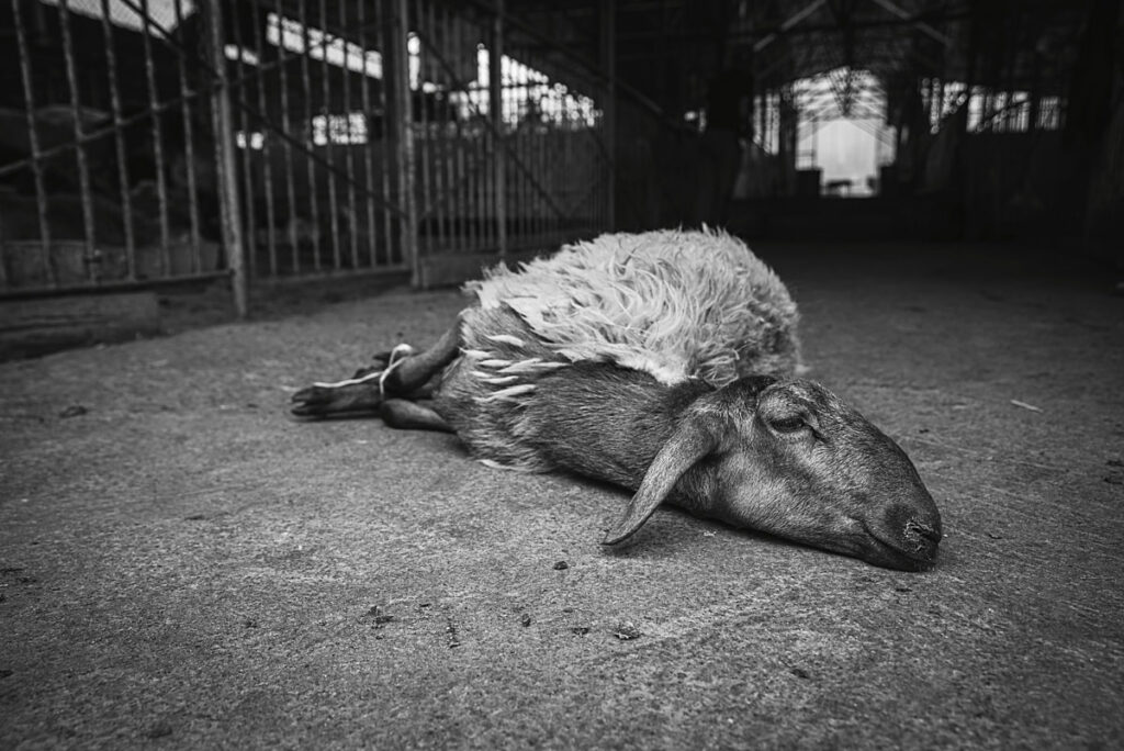 Bogna Wilkowska, Purchased, 