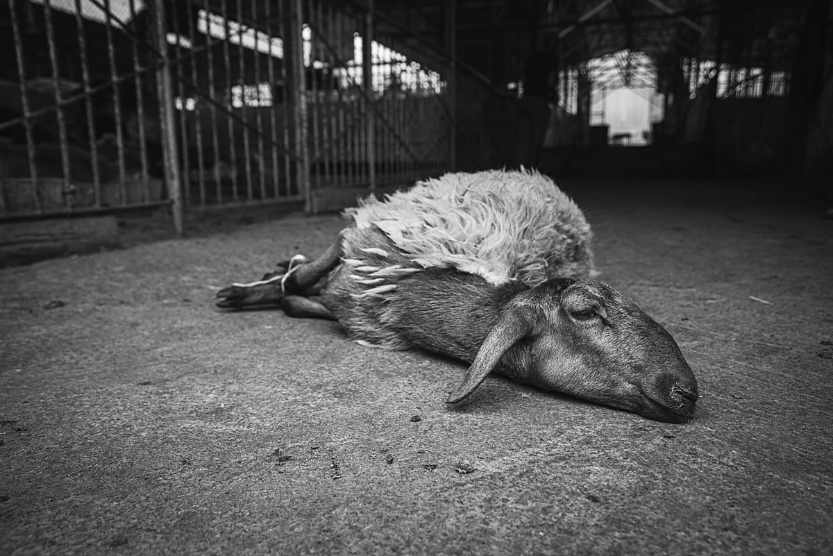 Bogna Wilkowska, Purchased, 