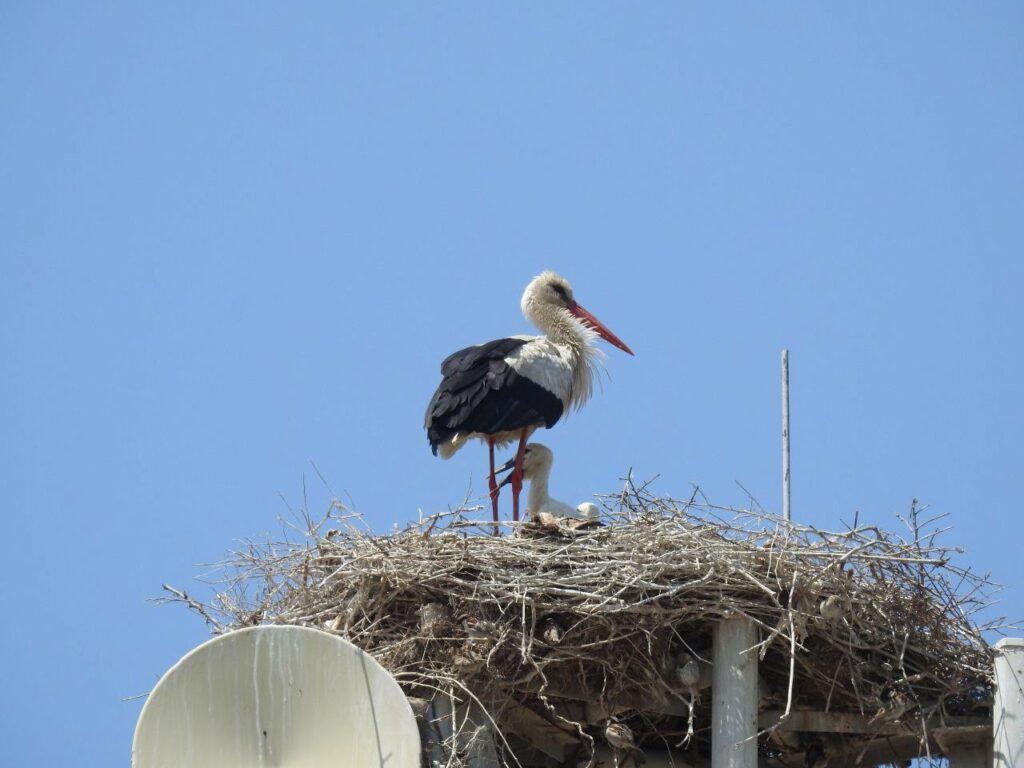 Cigognes Kirghizstan