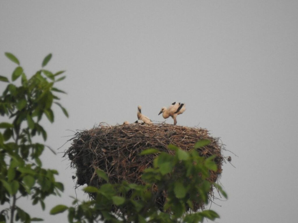 Cigognes Kirghizstan